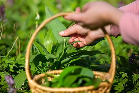 FertileLand commercial farm harvest