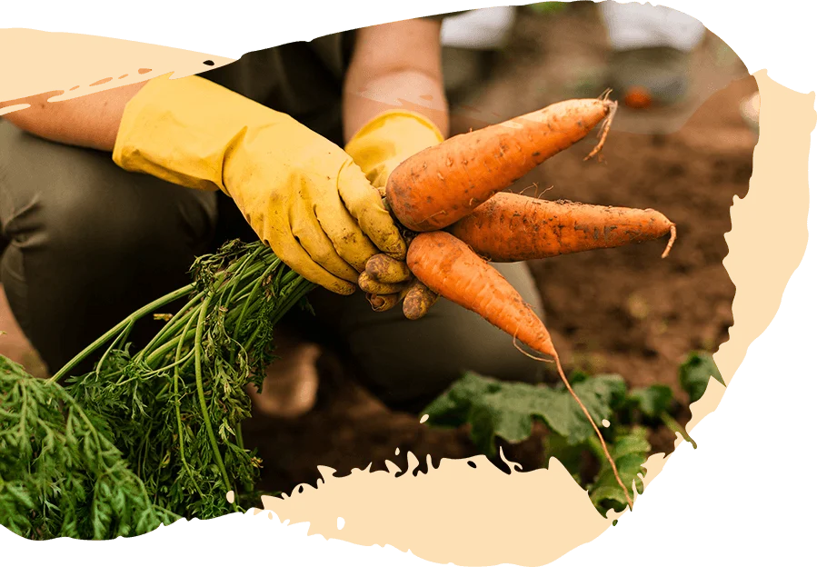 Sustainable Farming