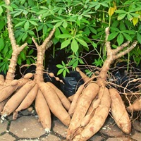 Maize and cassava harvest