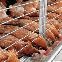 Poultry and fish farm