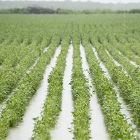 Rice and soybeans farm