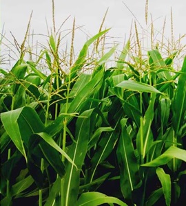 Farm Establishment