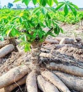 Farm Management
