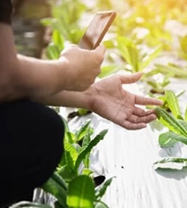 Agricultural Consultancy