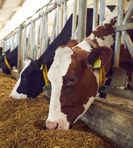 Livestock & Equipment